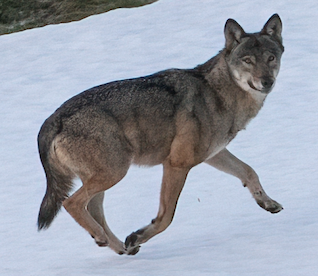 Lupo fotografato a Verona: immagine illustrativa della specie