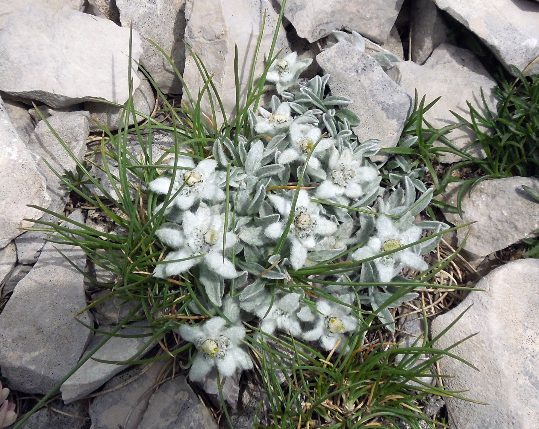 Stelle alpine sulla Sella delle Ciaule del Monte Vettore